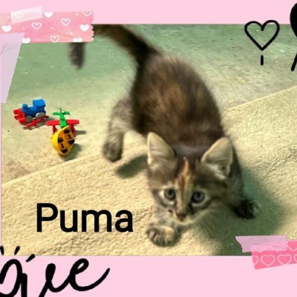 puma