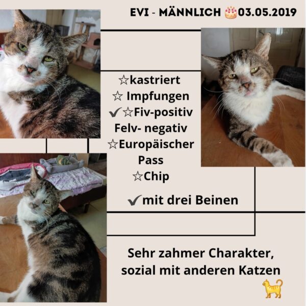 Evi