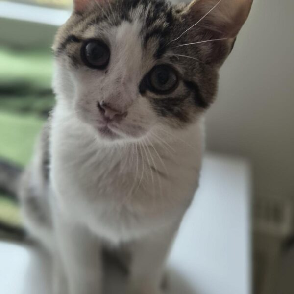 Brandy