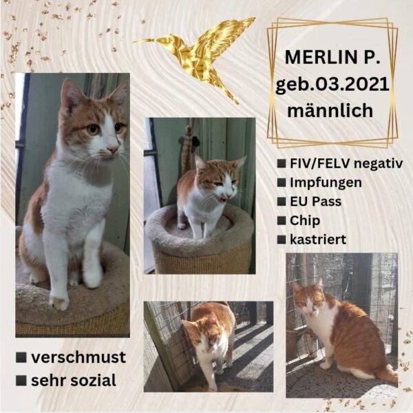 Merlin in Bulgarien