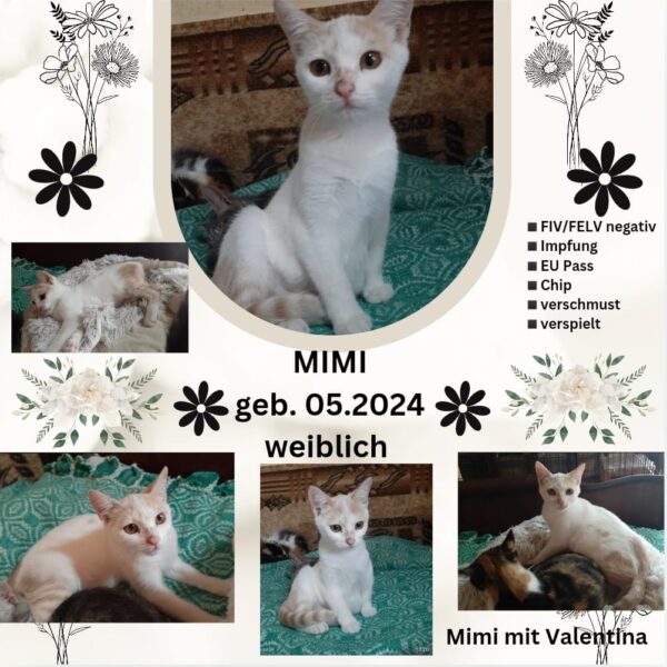 Mimi in Bulgarien