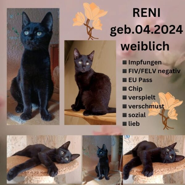 Reni