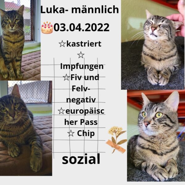 Luka