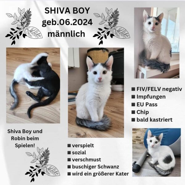 Shiva Boy