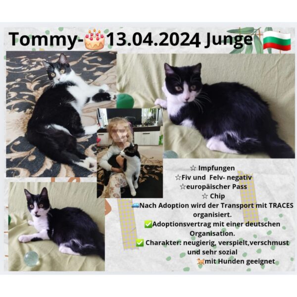 Tommy