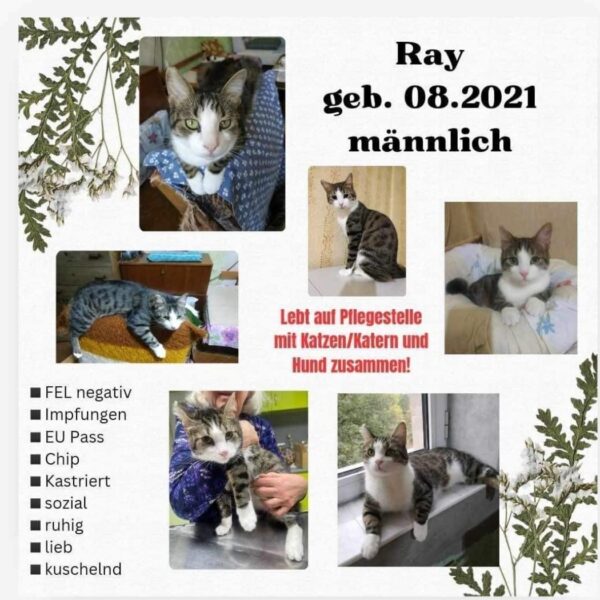 Ray