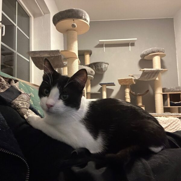 Jens