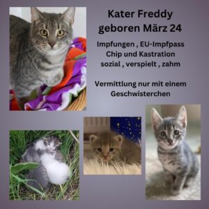 Freddy
