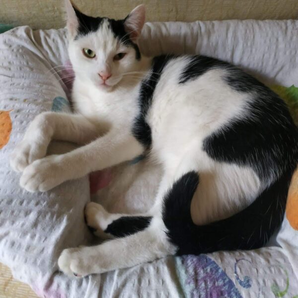 Remo