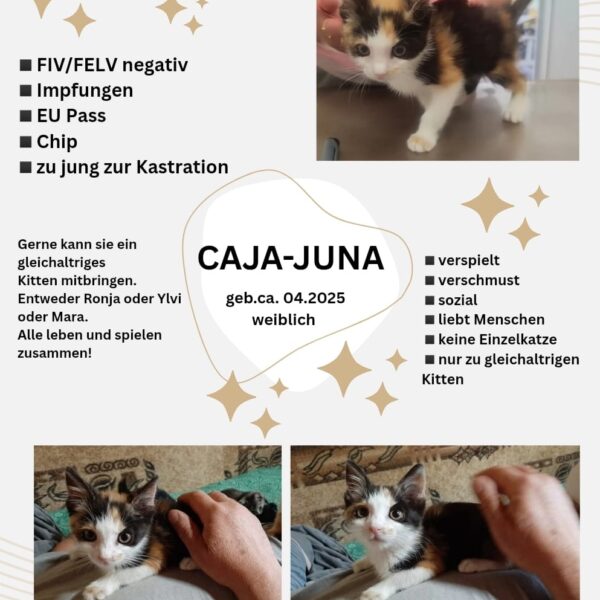 Caja-Juna