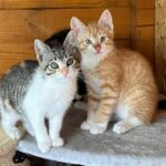 Kitten