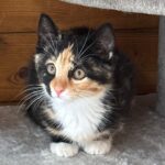 Kitten