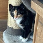 Kitten