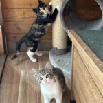 Kitten