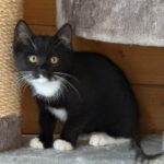 Kitten