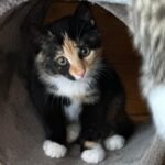 Kitten