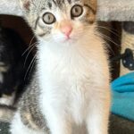 Kitten