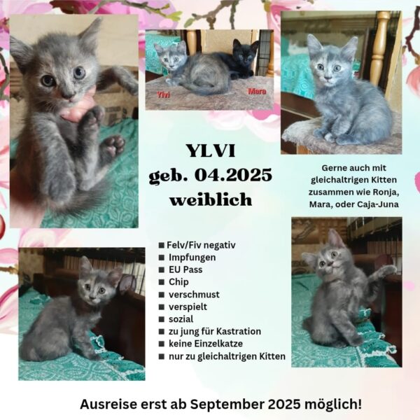 Ylvi