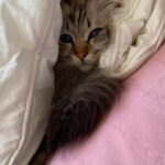 Nala