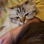 Nala