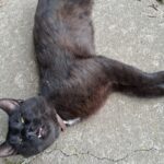 IMG-20250814-WA0009