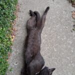 IMG-20250814-WA0010