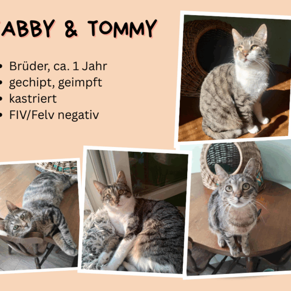 Tabby & Tommy
