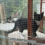 Missy & Fritzi