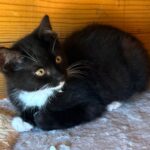 Fritzi