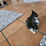 Kitten_Vermittlungshilfe