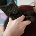 Kitten_Vermittlungshilfe