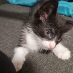 Kitten_Vermittlungshilfe