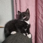 Kitten_Vermittlungshilfe