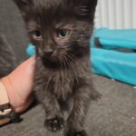 Kitten_Vermittlungshilfe