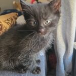 Kitten_Vermittlungshilfe