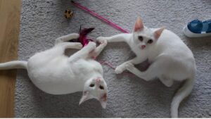 Zoe & Zora