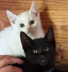 Schwarzes & Weisses Kitten