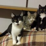 Flecki-Blacky-Missy-2