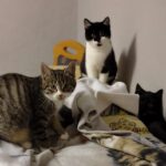 Flecki-Blacky-Missy-3