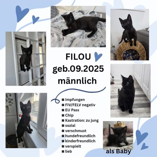 Filou