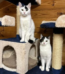 Simba & Mogli