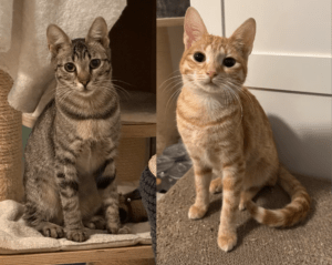 Blondi & Tigri