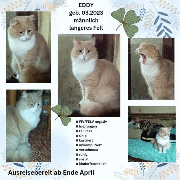 Eddy