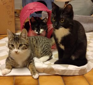 Flecki, Blacky & Missy