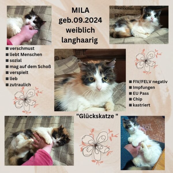 Mila