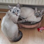 Remmy & Laila
