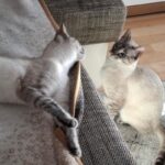 Remmy & Laila