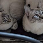 Remmy & Laila