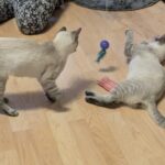 Remmy & Laila