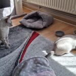 Remmy & Laila